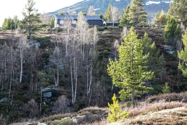 Kırsal kesimde yeşil ve çıplak ağaçların güzel bir manzarası ve arka planda evleri var.