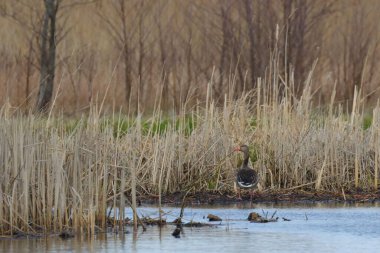 Gölün kıyısında duran sevimli Greylag kazı.