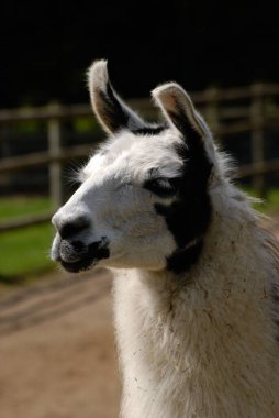 Güneşli bir günde yeşil bir çayırda otlayan beyaz bir lamın dikey yakın çekimi.