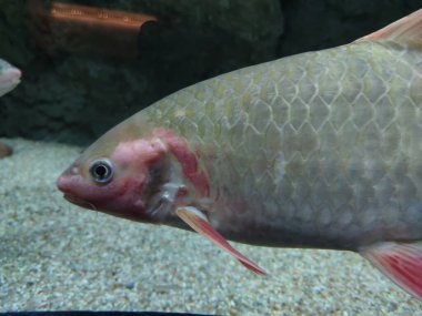 Suda yüzen alüminyum folyo dikenli bir balığın yakın çekimi.