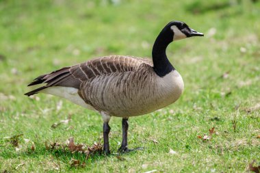 Çimlerin üzerinde duran bir Kanada kazı (Branta canadensis) yakın plan