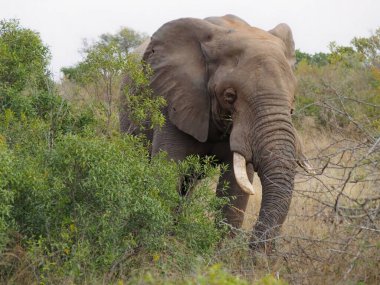 Güney Afrika 'da açık bir arka planda ağaçlarla kaplı bir arazide yürüyen bir filin yakın çekimi.