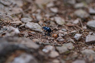 Great Crested Grebe 'in temiz gölette yüzdüğü yakın plan.