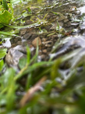 Suda büyüyen bitkilerin dikey görüntüsü.