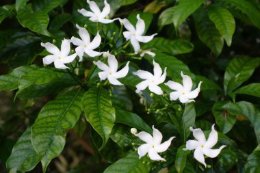 Fırıldak çiçeği veya crape yasemin (Tabernaemontana divaricata)