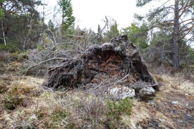 Parkta kurumuş yaşlı bir ağaç.