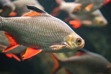 Suda Alüminyum folyo dikenli iğnelerin (Barbonymus schwanenfeldii) yakın plan çekimi.