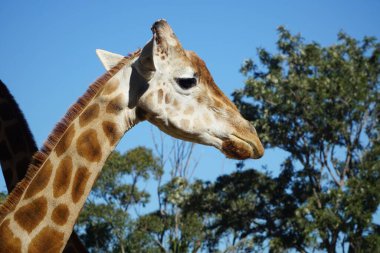 Ağacın yanındaki kuzey zürafasının yakın çekimi.