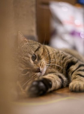 Yerde yatan sevimli Avrupalı bir kısa hava kedisinin dikey çekimi.