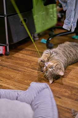 Yerde yeşil bir iple oynayan Avrupalı bir Shorthair kedinin dikey çekimi