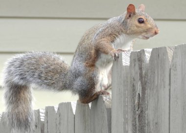 Ahşap bir çitte gri bir sincap.