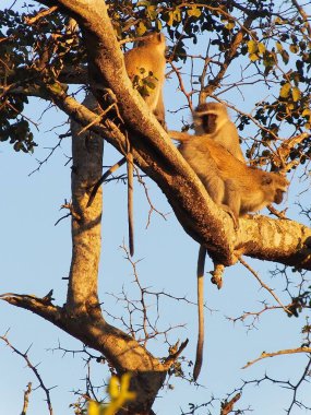 Bir ağacın tepesindeki maymunların dikey görüntüsü.