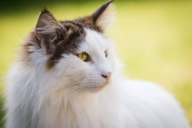 Bulanık yeşil arka planda sevimli Norveç Ormanı kedisinin yakın çekimi