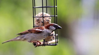 Yağ toplarıyla bir kuş yemliğine tünemiş bir serçenin yakın çekimi.