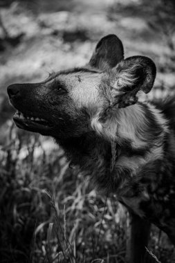 Afrika vahşi köpeğinin (Lycaon pictus) bir tarladaki gri pulu