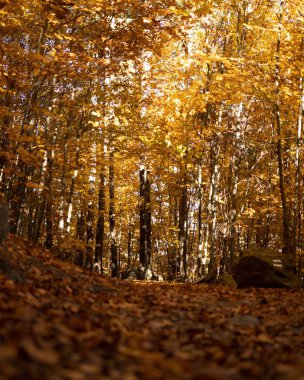 Sonbahar yapraklı bir ormanın dikey görüntüsü.