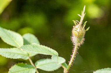 Dikenli bir gül goncasının yakın çekimi.