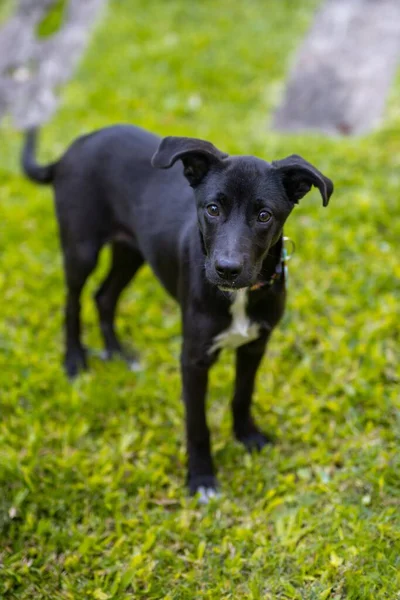 Egy Függőleges Felvétel Egy Imádnivaló Fekete Kutyáról Pályán — Stock Fotó