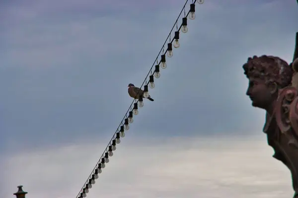 暗い空を背景に 屋外のストリングライトワイヤーに挟まれた鳥の低角度ショット — ストック写真