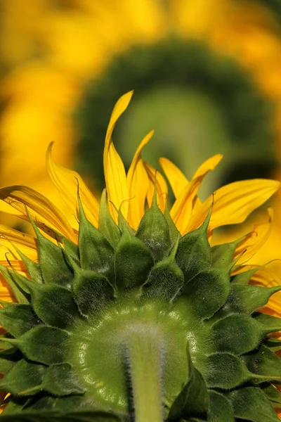 Schöne Sonnenblumen Aus Nächster Nähe Voller Blüte — Stockfoto