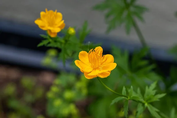 Enfoque Selectivo Flores Trollius Amarillas —  Fotos de Stock