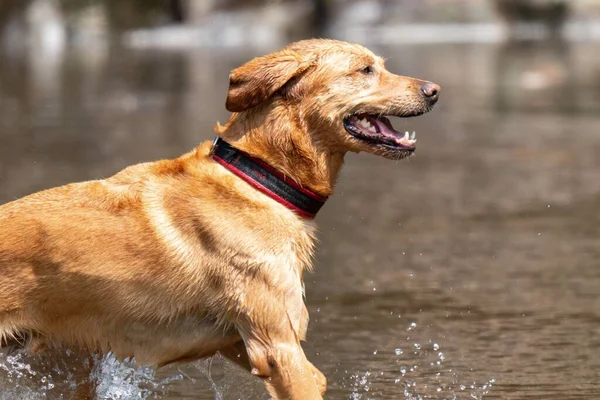 Een Blije Labrador Hond Spelend Het Water — Stockfoto