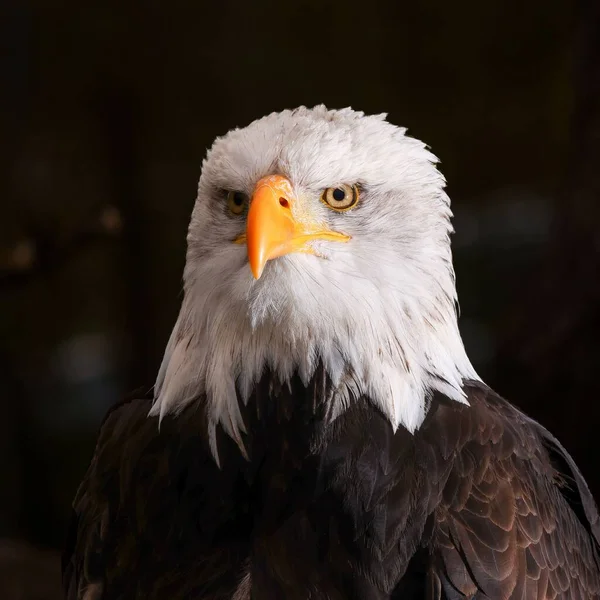 Close Shot Bald Eagle Head Blurry Background — Stock Photo, Image