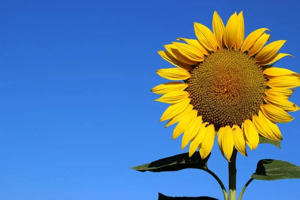 Beautiful Close Sunflowers Full Bloom — Stock Photo, Image
