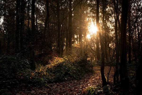 Zon Schijnt Door Bomen Een Donker Herfstbos — Stockfoto