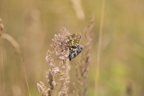 Живописный Вид Бабочек Сидящих Растении Поле Размытом Фоне — стоковое фото