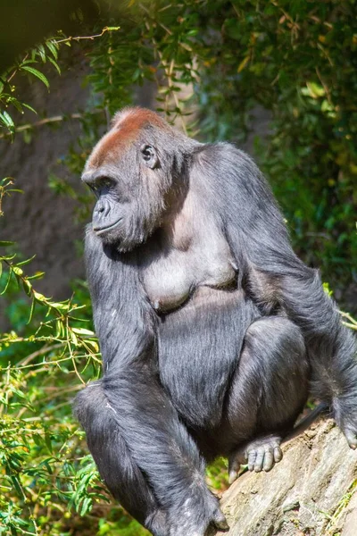 Tiro Vertical Gorila — Fotografia de Stock
