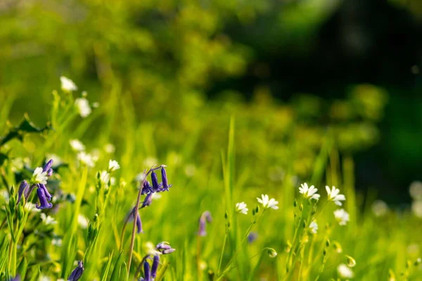 Bluebell Květiny Lesní Zahradě — Stock fotografie