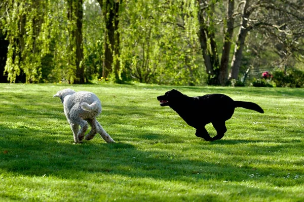 Poodle Real Branco Labrador Retriever Preto Que Joga Jardim — Fotografia de Stock