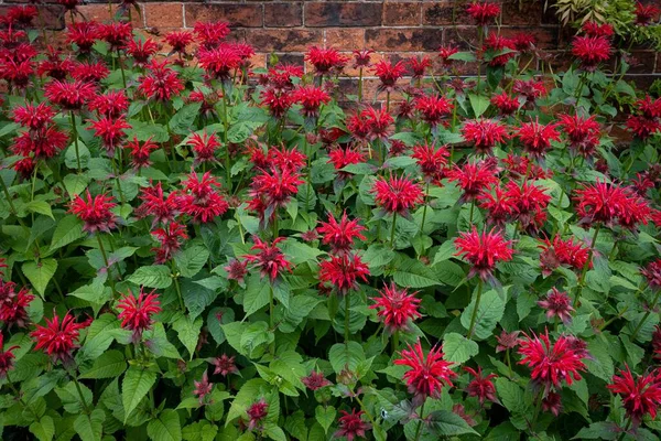 Close Flores Vermelhas Monarda Jardim — Fotografia de Stock