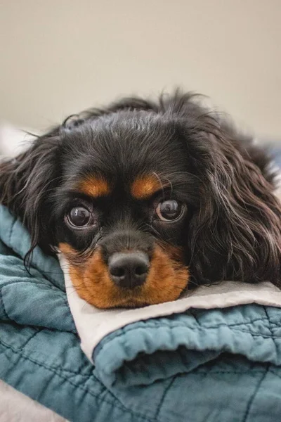 Kavalier King Charles Spaniel Bettfertig — Stockfoto