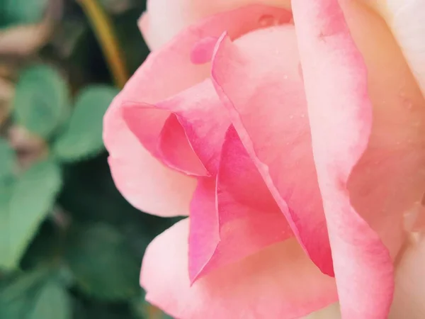 Eine Nahaufnahme Einer Rosafarbenen Rosenblüte Vor Verschwommenem Hintergrund — Stockfoto