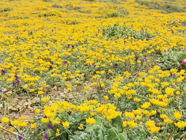 黄色の花の野 ロータス クリケット — ストック写真
