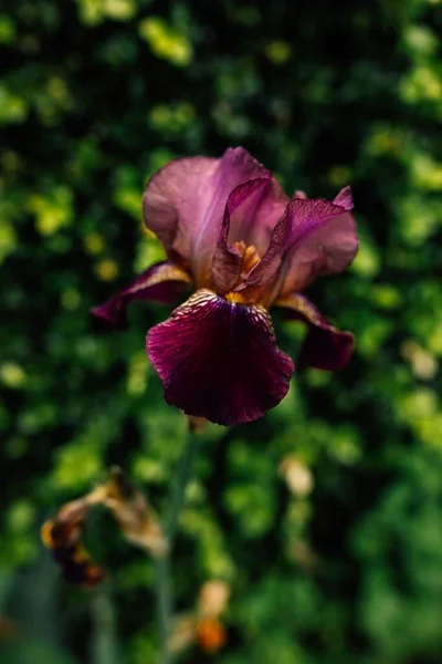 Flor Iris Barbuda Púrpura Delante Setos Boj — Foto de Stock