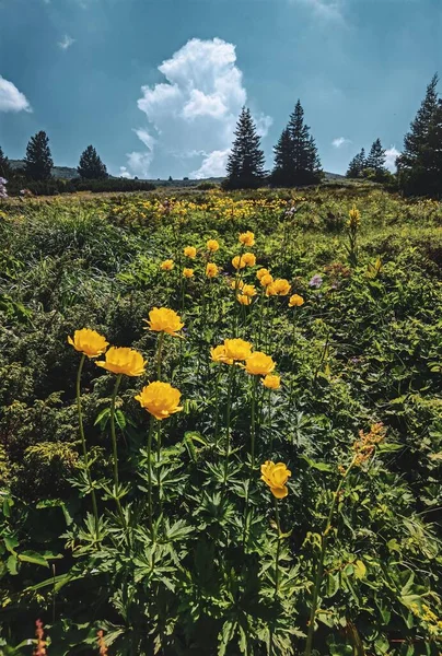 Plano Vertical Rosas Amarillas Florecientes — Foto de Stock