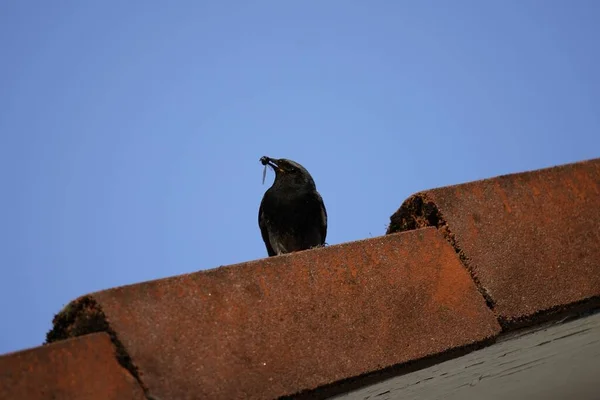 青い空に向かってタイル張りの屋根の上に黒い鳥 — ストック写真