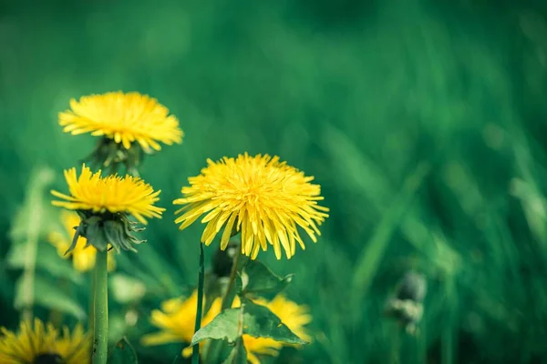 Mucchio Denti Leone Gialli Che Crescono Nel Prato Verde — Foto Stock