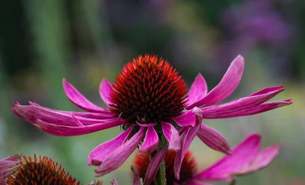 Erchinacea o Cone Flower (Echinacea purpurea), a North American species of flowering plant. Part of sunflower family.