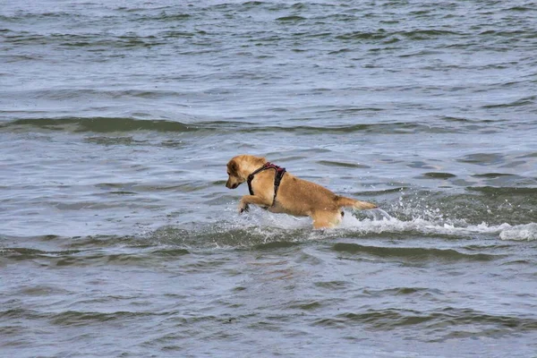 Una Vista Panorámica Lindo Perro Marrón Nadando Agua Luz Del —  Fotos de Stock