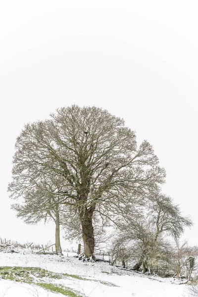 Vertikální Záběr Zasněžených Stromů Svahu Kopce — Stock fotografie
