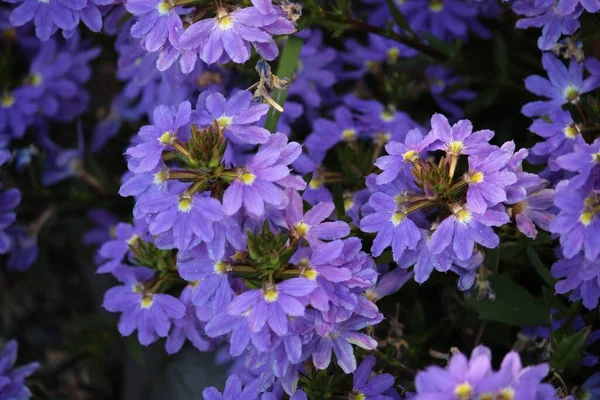 Zbliżenie Ujęcie Purpurowych Kwiatów Kwitnących Ogrodzie — Zdjęcie stockowe