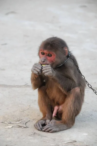 Jovem Macaco Marrom Correntes Vietnã — Fotografia de Stock
