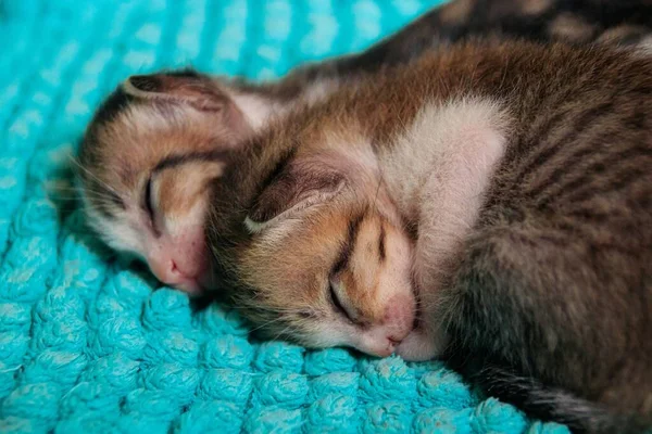 Dois Gatinho Dormindo Amontoado Juntos Para Calor — Fotografia de Stock