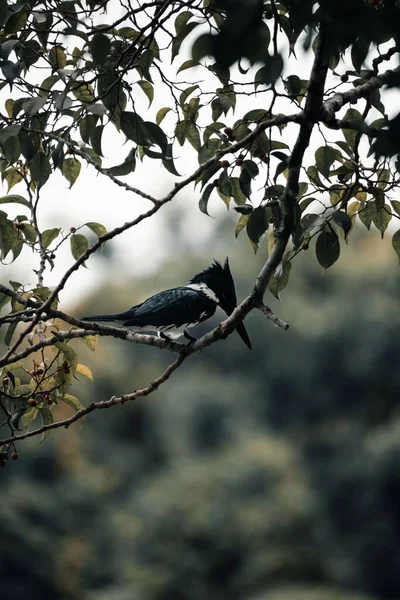 欧亚大陆喜鹊在树枝上垂直拍摄的照片 — 图库照片