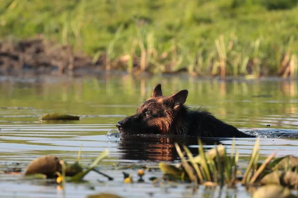 Selective Focus Shot German Shepherd Dog Swimming Water — Stock Photo, Image