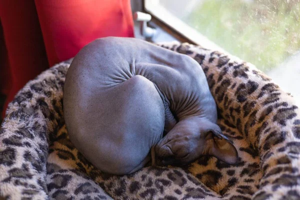 Сірий Сфінкс Кіт Спить Маленькому Ліжку Приміщенні — стокове фото